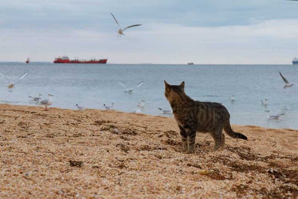 事例2 海岸にお住まいのミー助さん